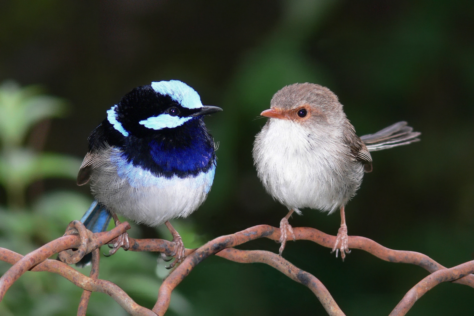 Male and Female wren discuss an unknown future.