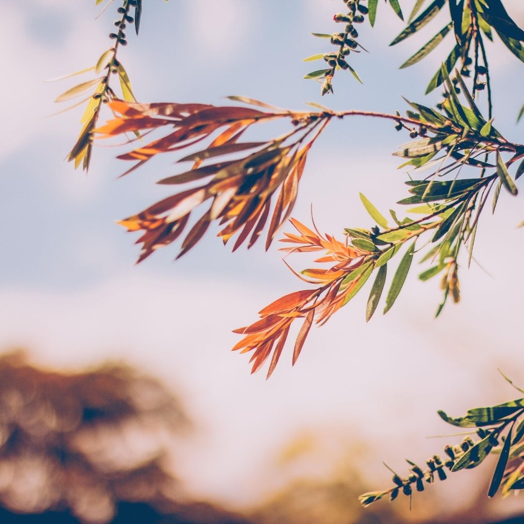 leaves are changing in the seasonal change from autumn to winter