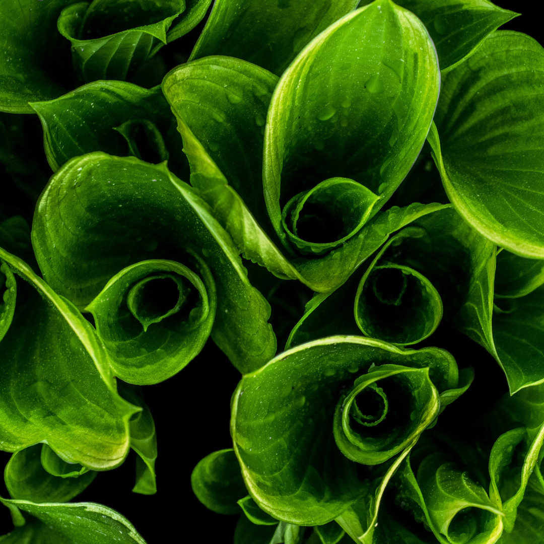 smaller plant grows through fear and vulnerability, protected by the larger leaves that surround it