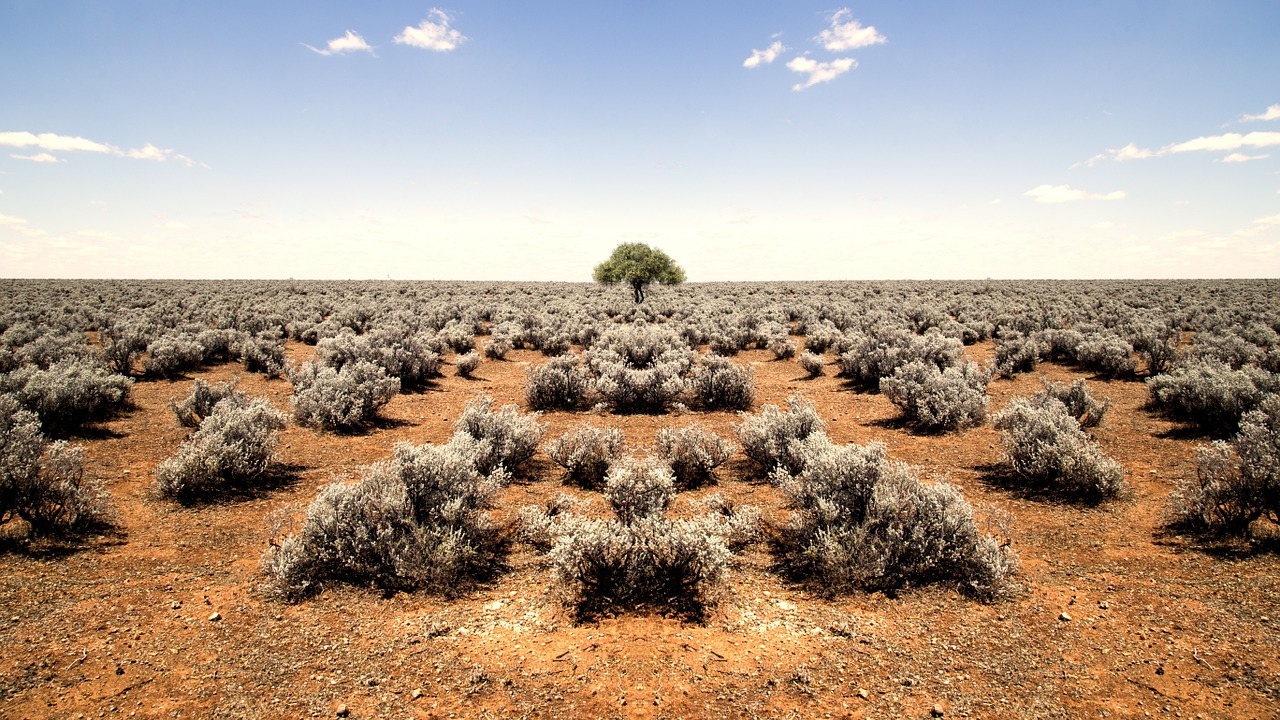 Shrub plants and tree