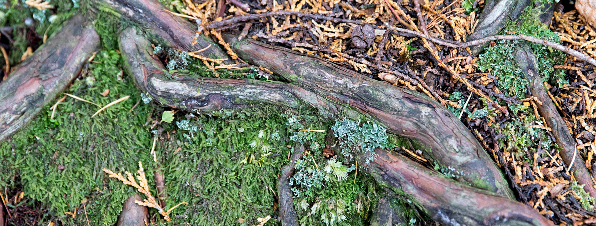 tree roots intertwined with moss and grass growing around, showing the benefits of differing relationships - as shown in nature