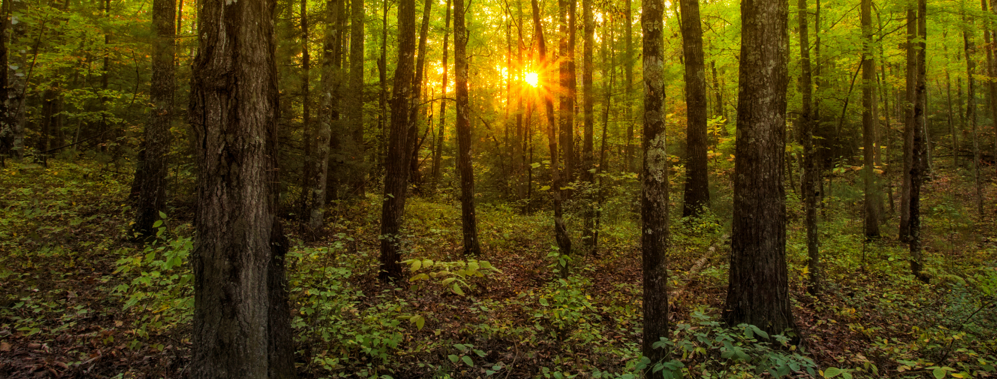 a forest full of trees with the sunrise in the distance - lessons from nature on how to reprioritize and recharge affiliates