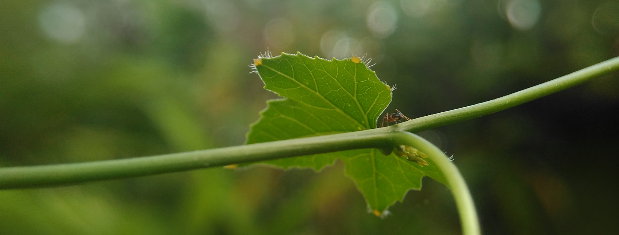 A plant bends with flexibility - changes as it needs