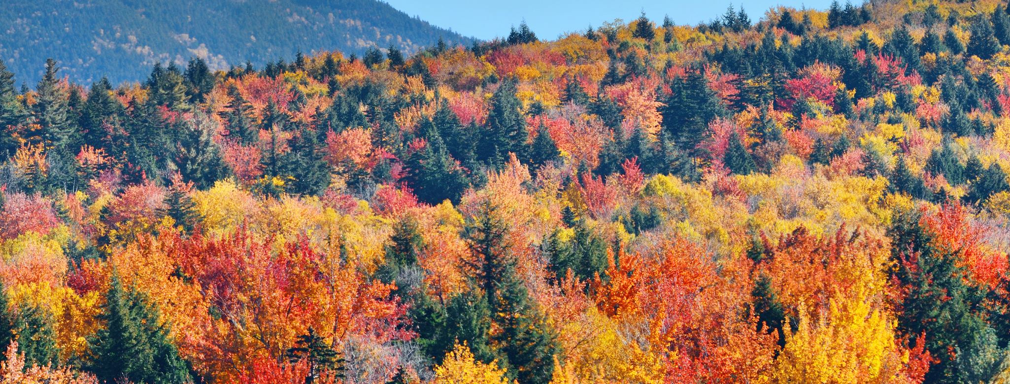 trees going through seasonal changes, growing and change with the seasons