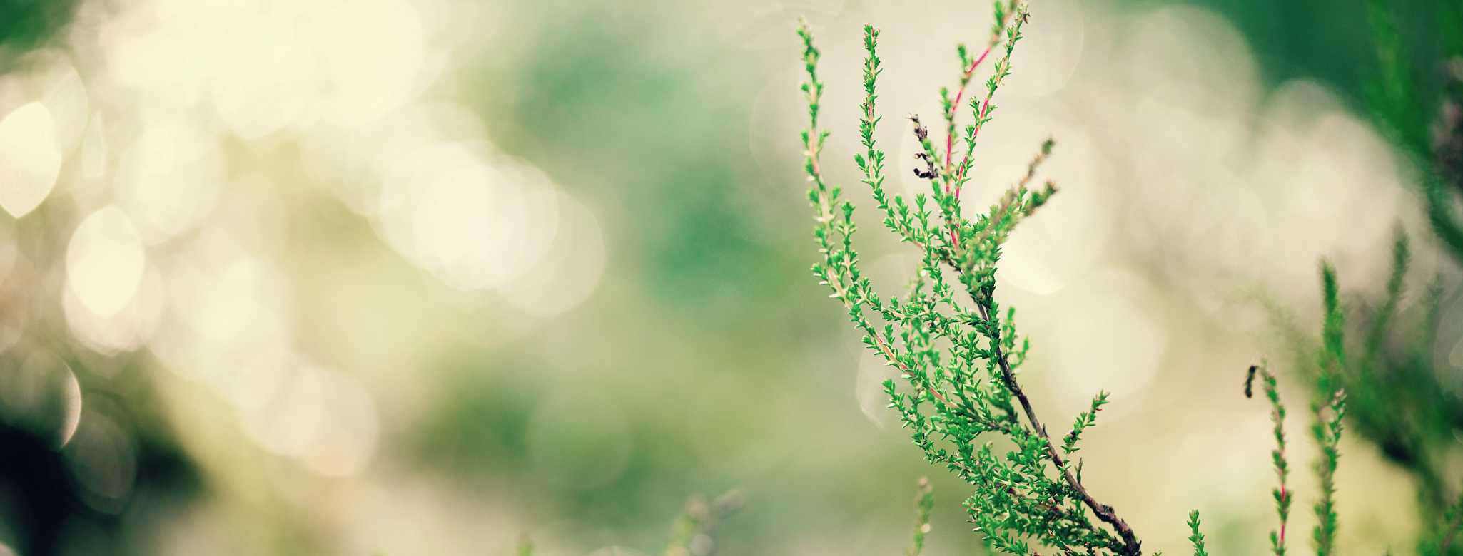 an image of a plant reaching out and up