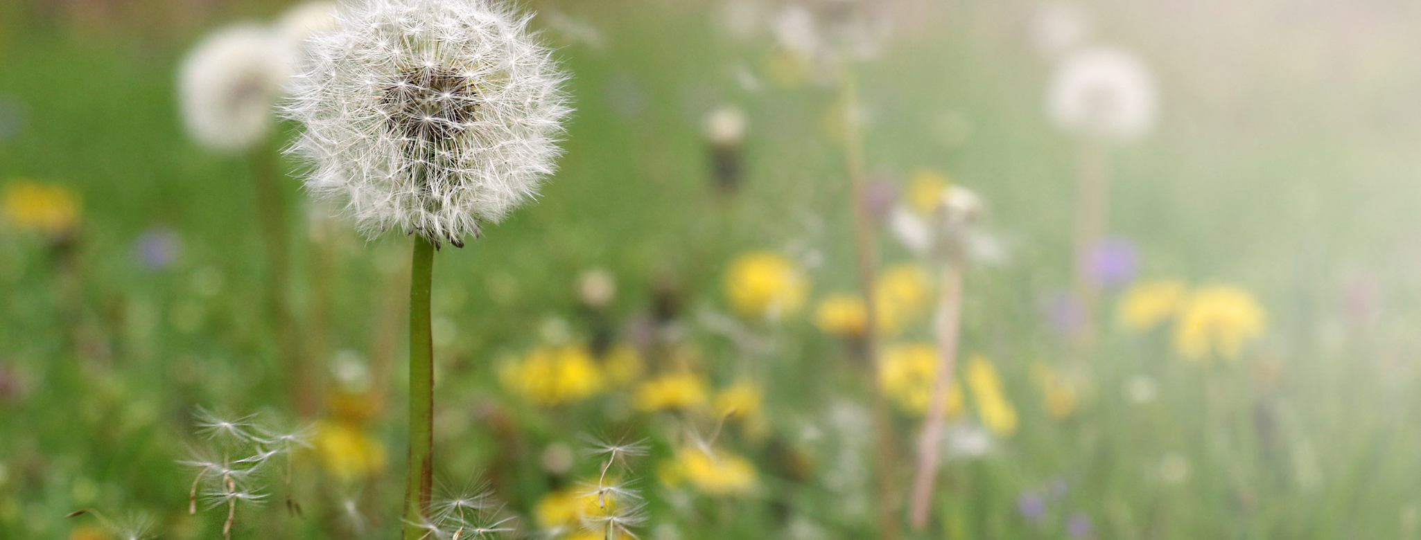 An image of of a dandelion field with a dandelion in front profile - vegetality