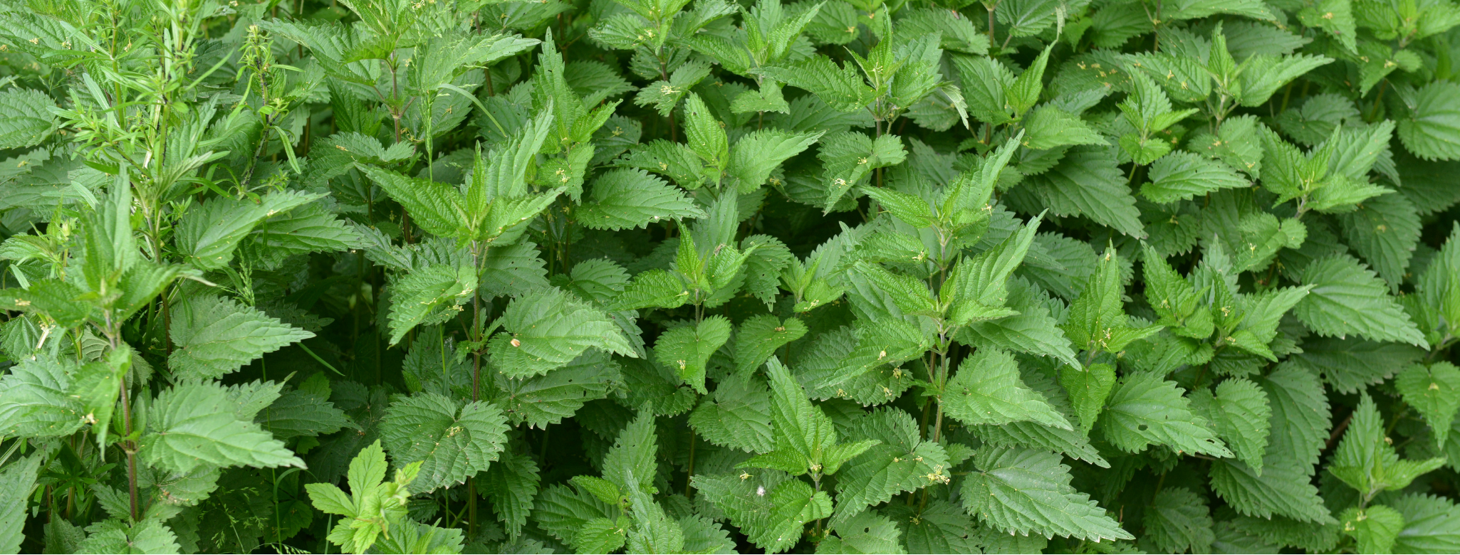 image of stinging nettle plant