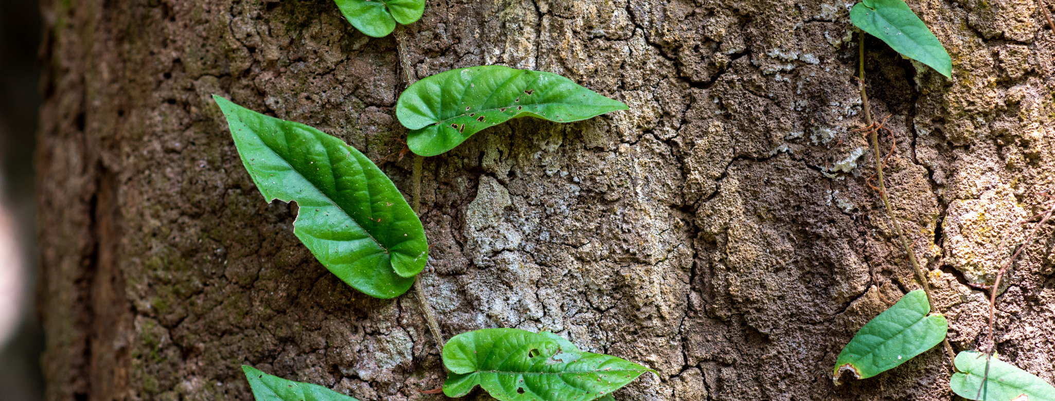 vines surviving, wrapped around tree trunk