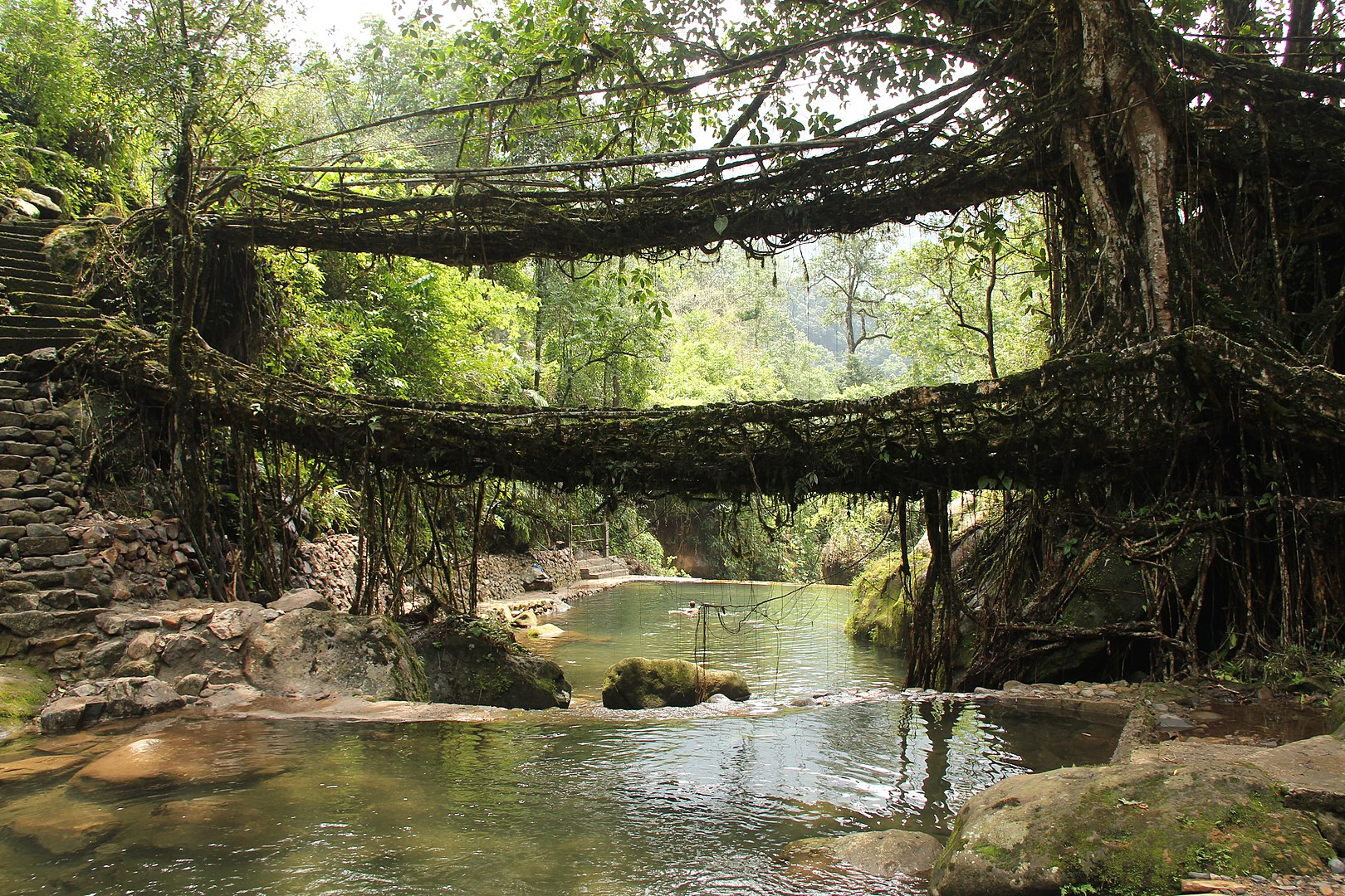 tree shaping bridge