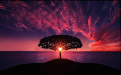 Voice of Plants for a Better Tomorrow | The Plant Initiative | 2025 Conference