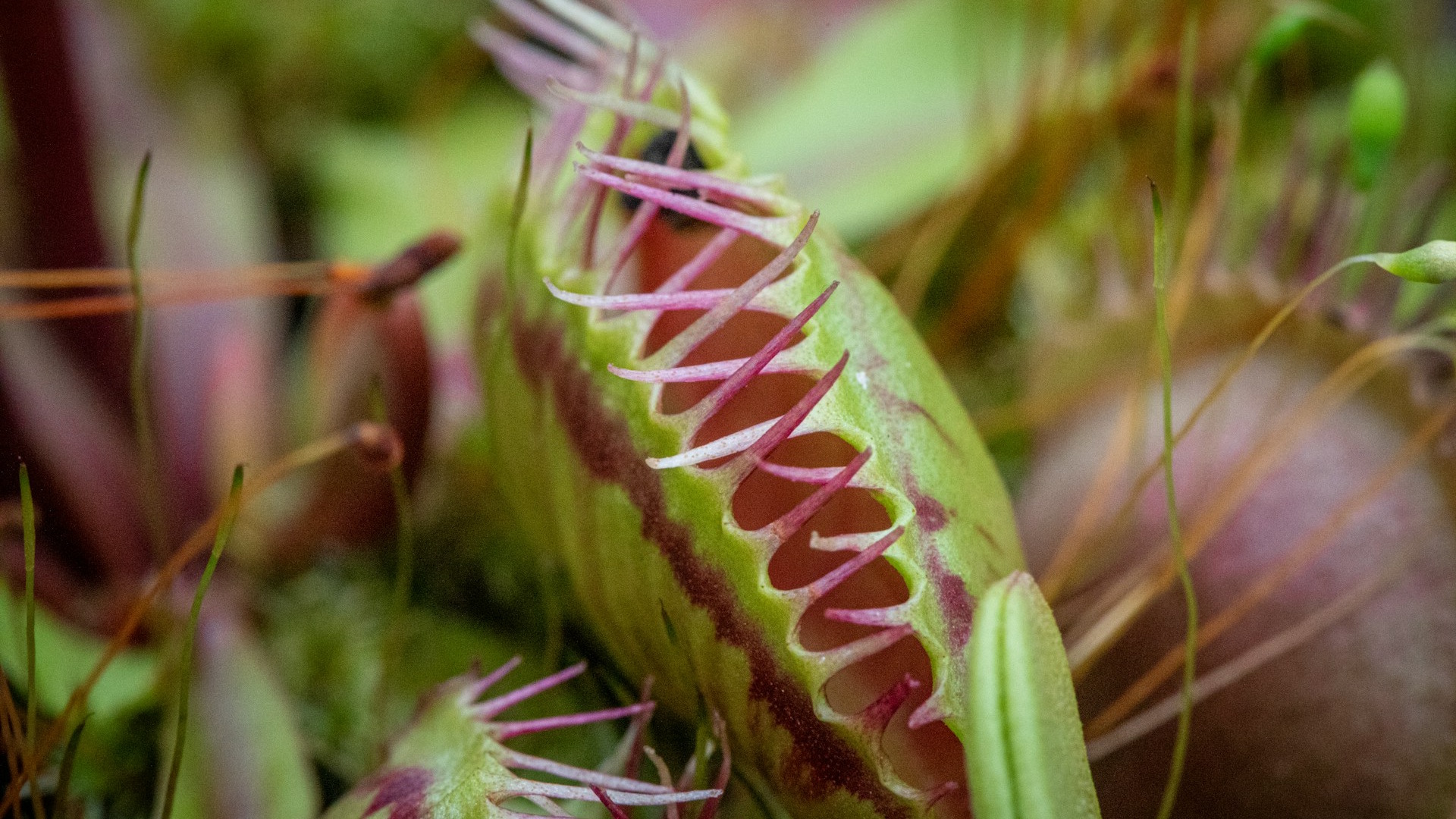 Picture of Venus Flytrap