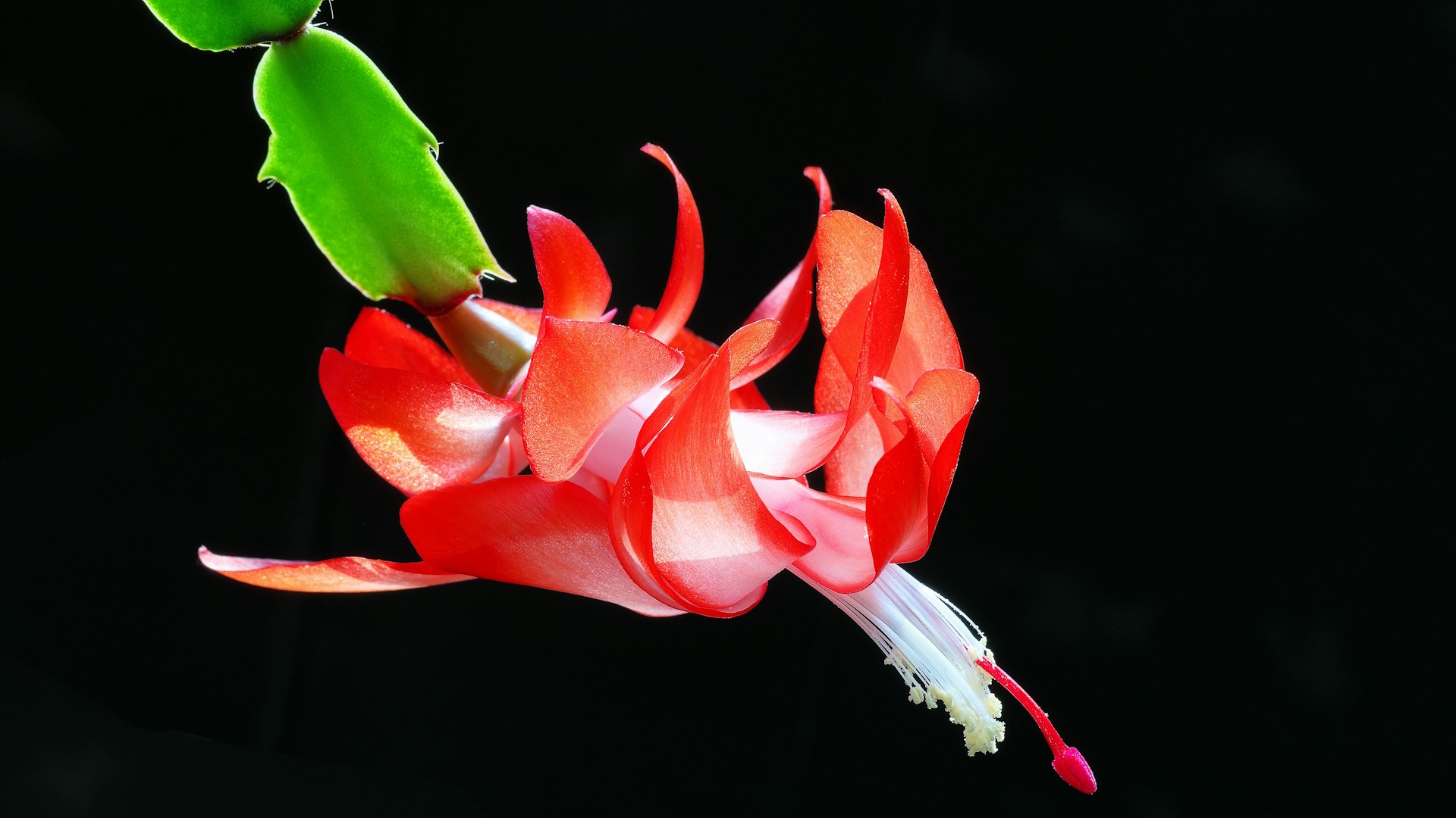 a red Christmas Cactus flower on a black background