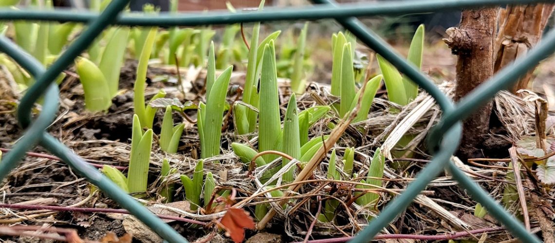 fence-growing