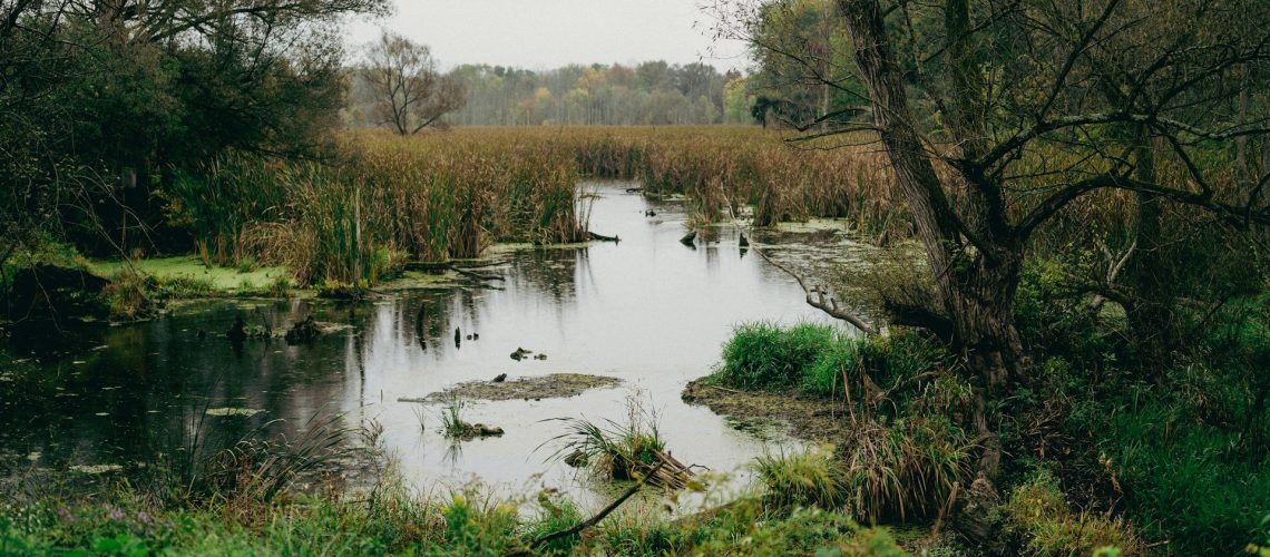 Photo of a bog.