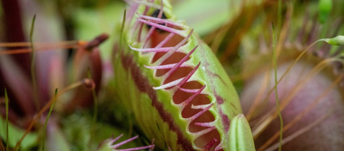 Picture of Venus Flytrap
