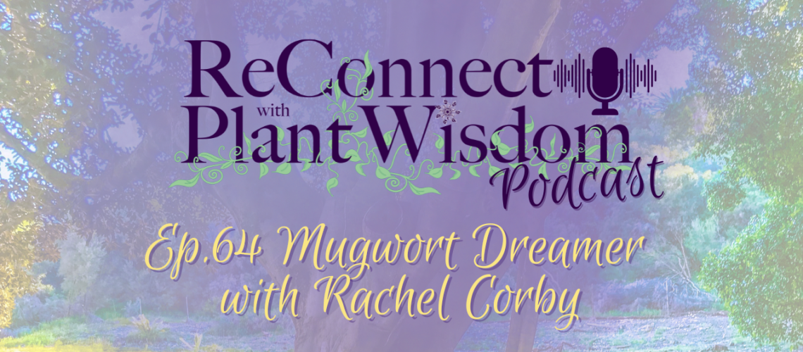 Ep.64 Mugwort Dreamer with Rachel Corby | ReConnect with Plant Wisdom podcast
