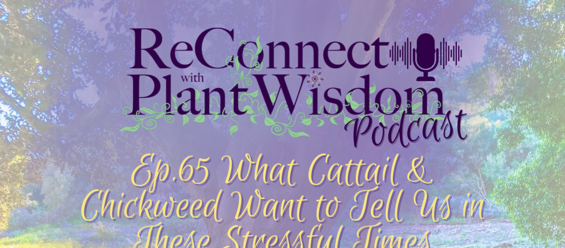 Ep.65 What Cattail & Chickweed Want to Tell Us in These Stressful Times | ReConnect with Plant Wisdom podcast