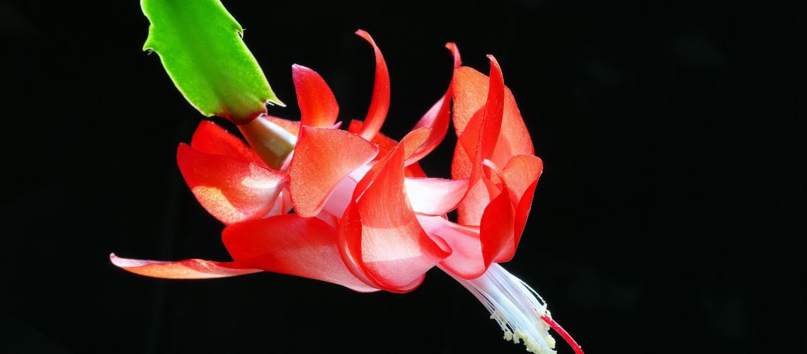 a red Christmas Cactus flower on a black background